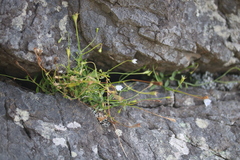 Wahlenbergia albomarginata