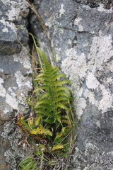 Asplenium appendiculatum