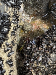 Xenostrobus neozelanicus