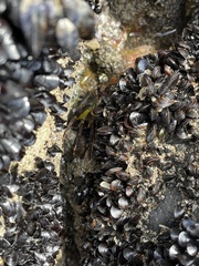 Xenostrobus neozelanicus