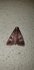 Melipotis famelica