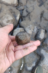 Volegalea cochlidium