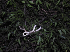 Dendrelaphis tristis