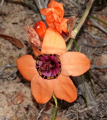 Sparaxis elegans