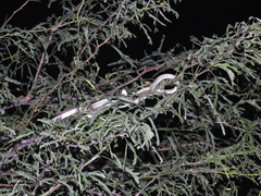 Dendrelaphis tristis