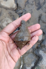 Volegalea cochlidium