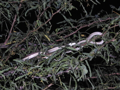 Dendrelaphis tristis
