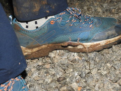 Hemidactylus triedrus