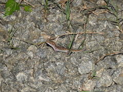 Hemidactylus triedrus