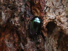 Chalcopteroides cyanopterus