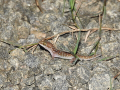 Hemidactylus triedrus