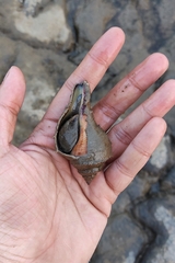 Volegalea cochlidium