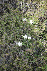 Linum monogynum
