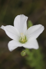 Linum monogynum