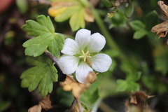 Geranium brevicaule