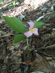 Trillium catesbaei
