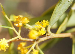 Acacia ligulata