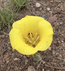 Calochortus aureus