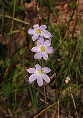 Ixia rapunculoides