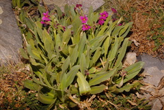 Primula parryi