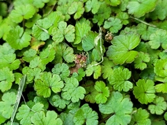 Hydrocotyle