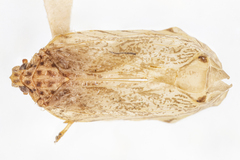 Elidiptera callosa