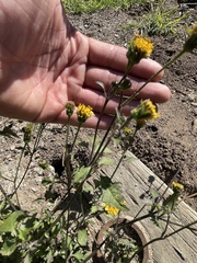 Chaenactis glabriuscula