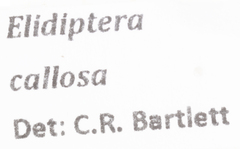 Elidiptera callosa