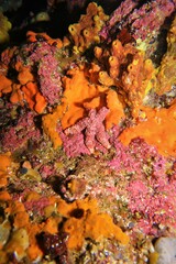 Uniophora granifera