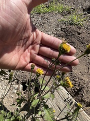 Chaenactis glabriuscula