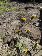 Chaenactis glabriuscula