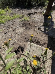 Chaenactis glabriuscula