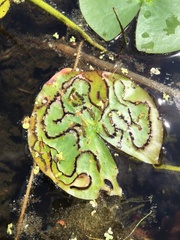 Polypedilum braseniae