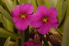 Primula parryi