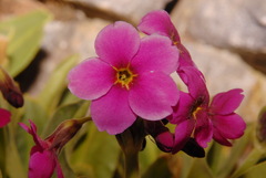 Primula parryi