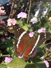 Anartia fatima colima
