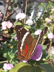 Anartia fatima colima