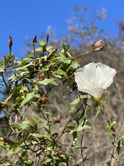 Calystegia macrostegia