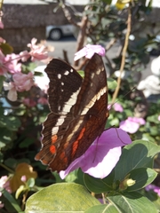 Anartia fatima colima