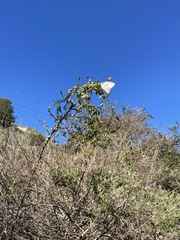 Calystegia macrostegia