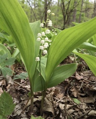 Convallaria
