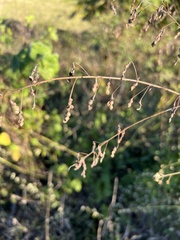 Desmodium tortuosum