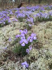 Viola pedata