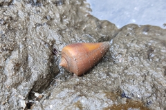 Conus hyaena