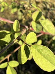 Desmodium tortuosum