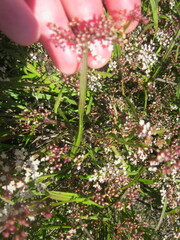 Platysace compressa