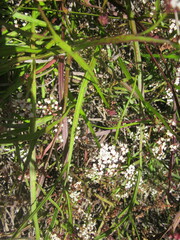 Platysace compressa
