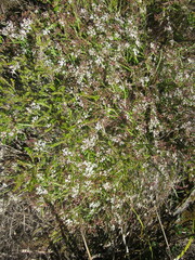 Platysace compressa