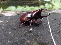 Xylotrupes gideon