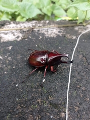 Xylotrupes gideon